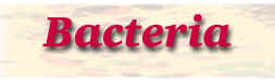 bacteria